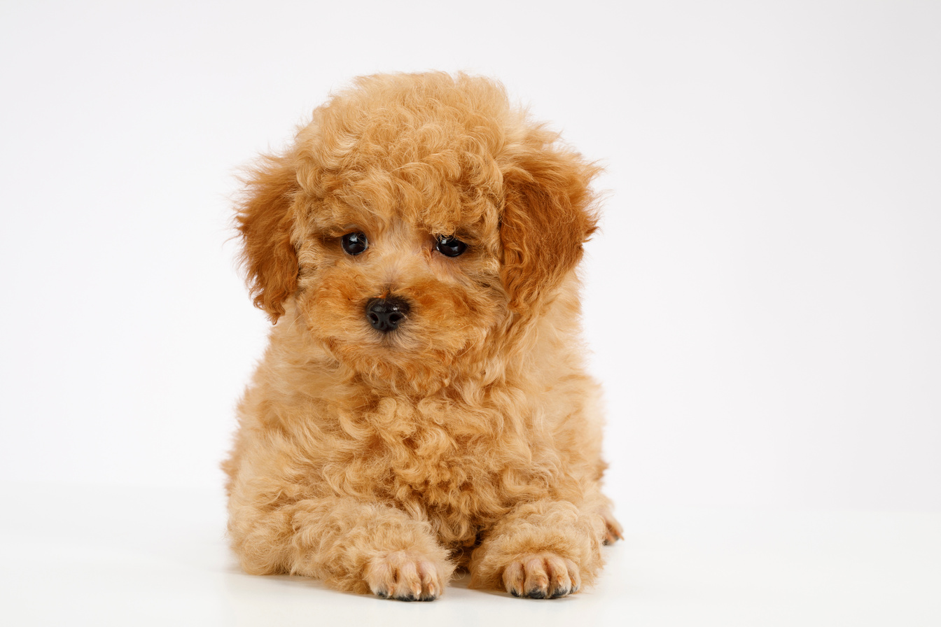 Cute brown miniature poodle puppy
