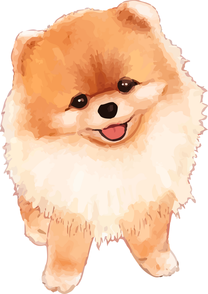 Pomeranian dog watercolor illustration